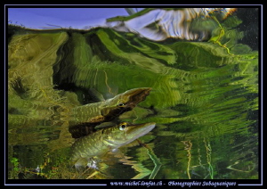 Pike reflection III by Michel Lonfat 